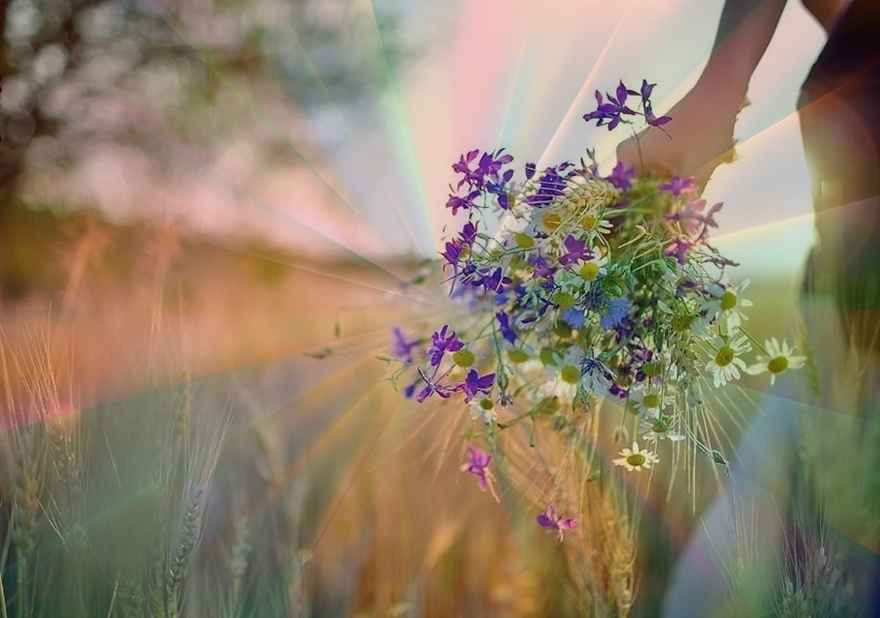 Васильковые поля Ярославль