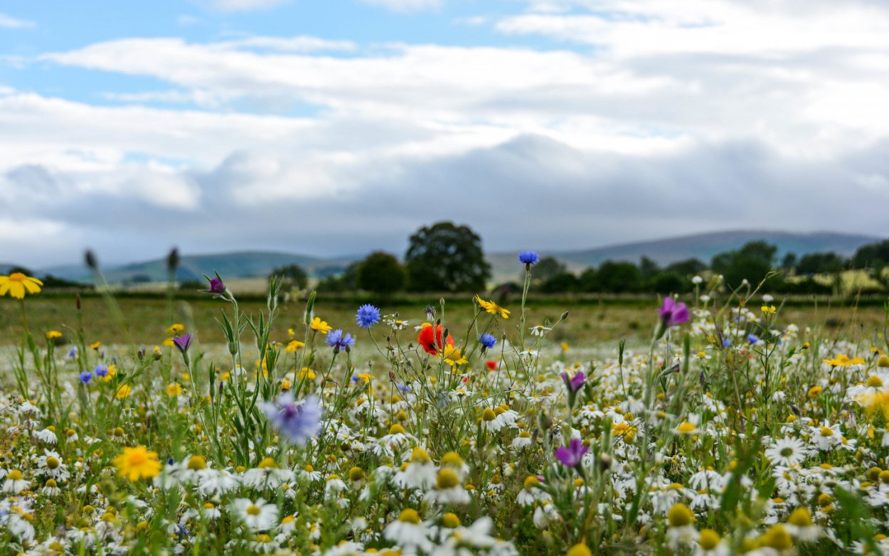 Луговые цветы