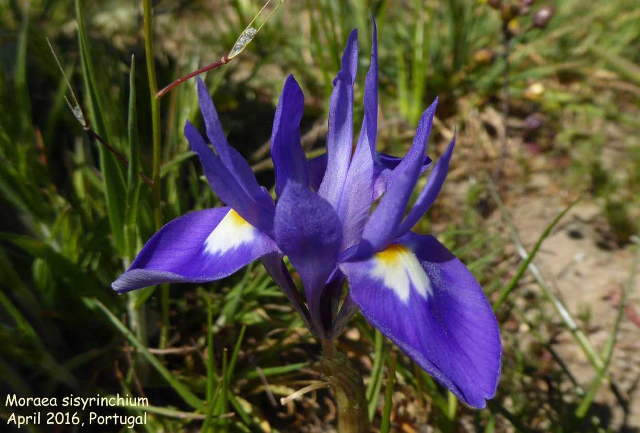 Moraea iridioides Flower Seeds