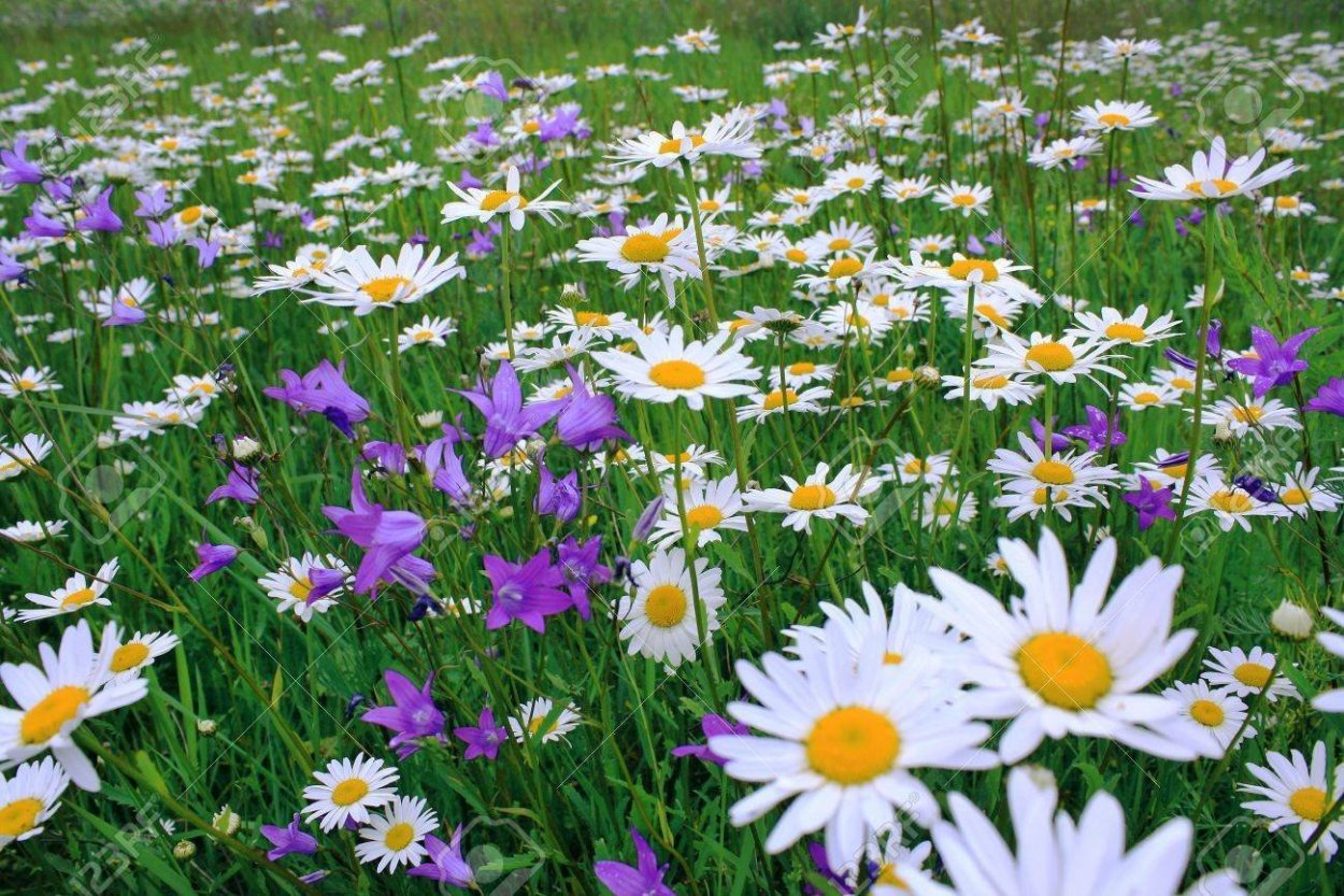 Поле с полевыми цветами