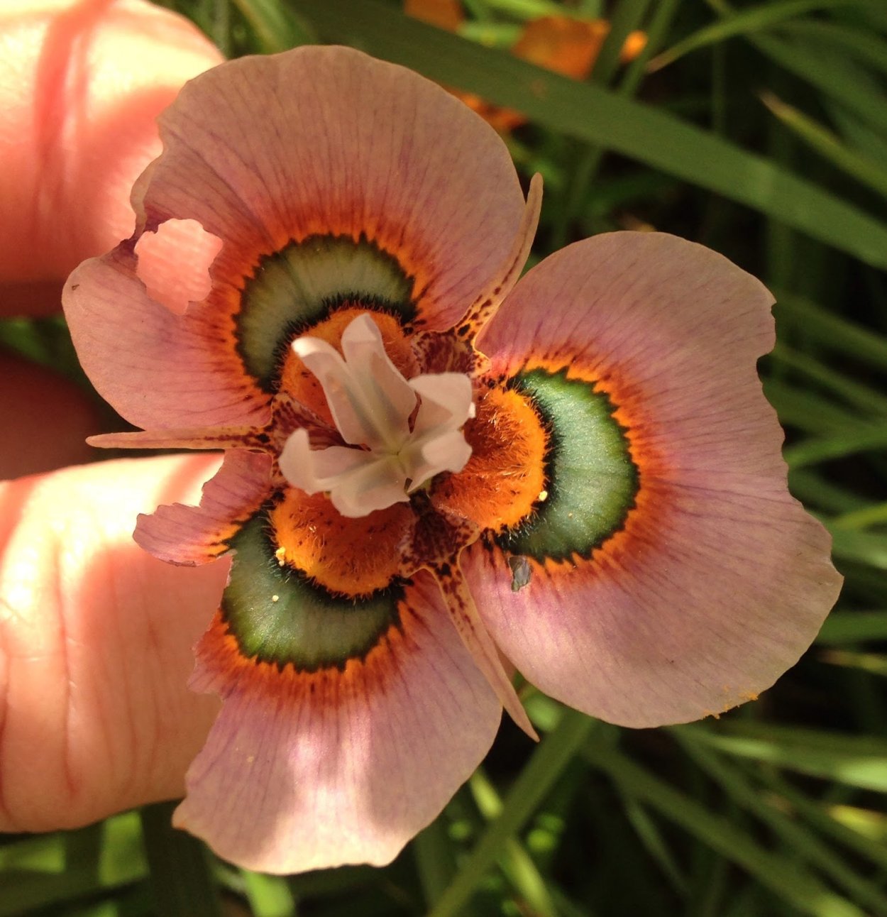 Moraea iridioides Flower Seeds