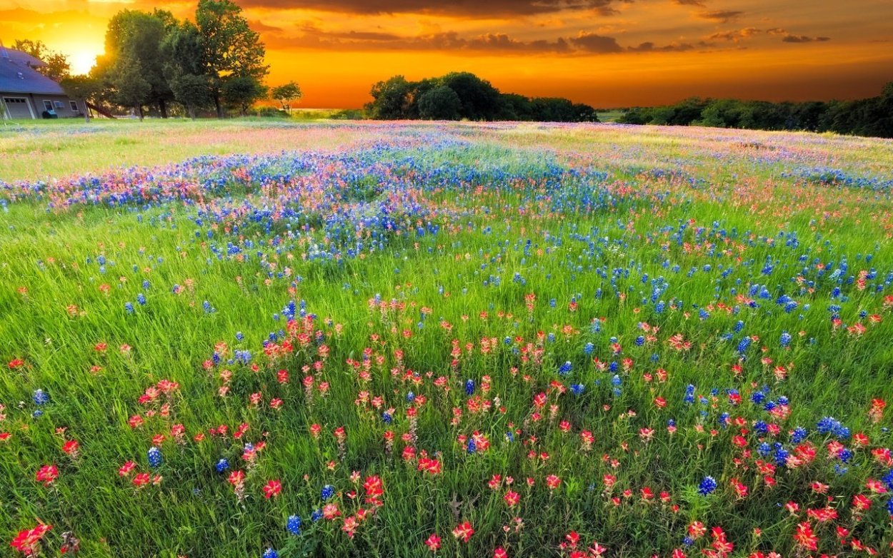 Ромашковое поле Ессентуки