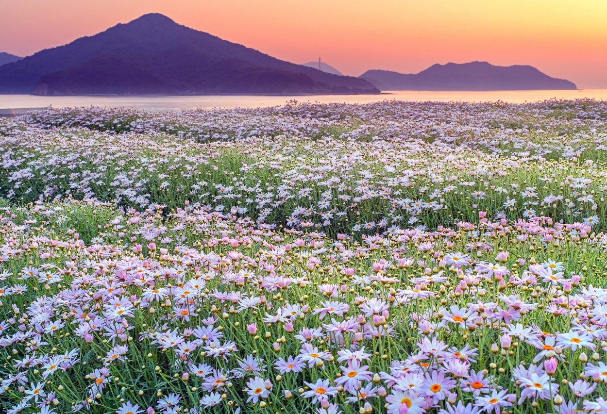 Аполлон Майков поле зыблется цветами