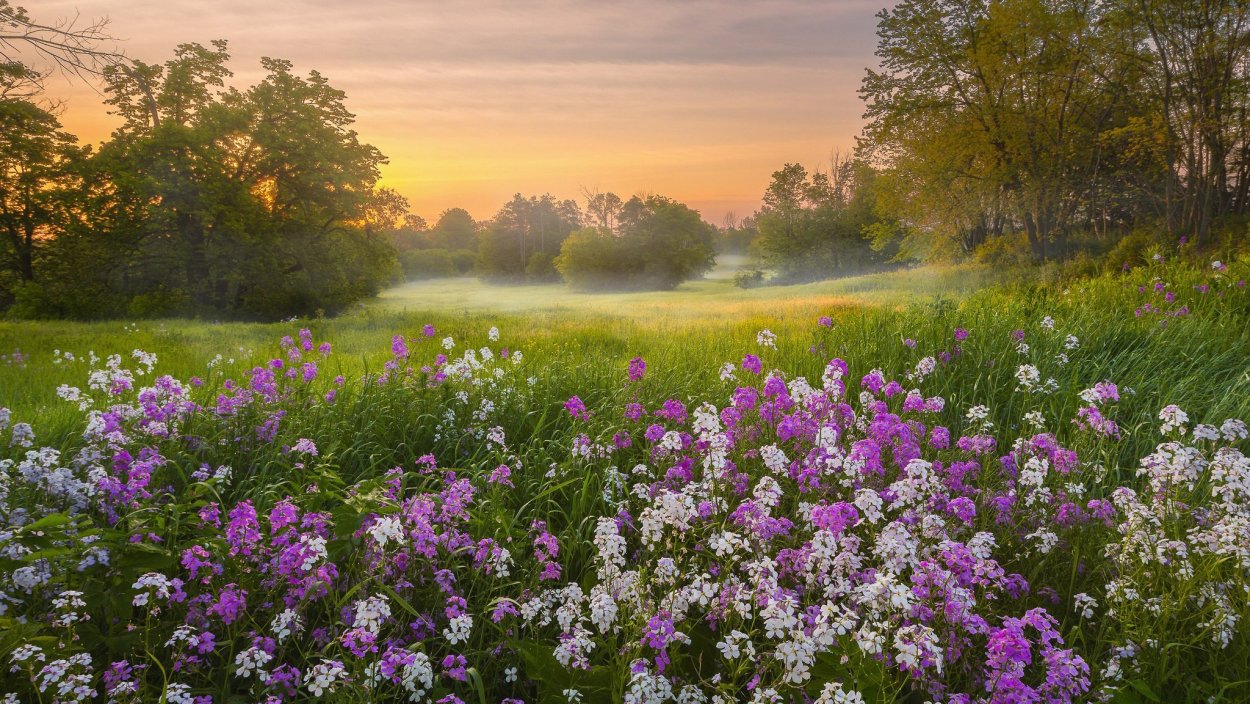 Мавританский газон Подснежник