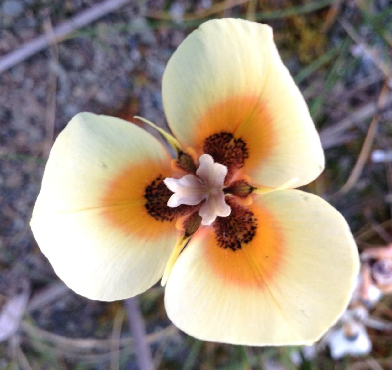 Moraea iridioides Flower Seeds