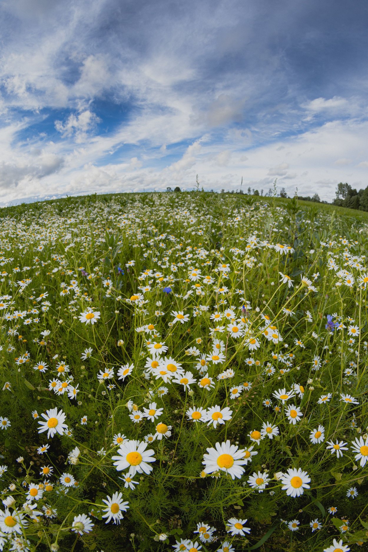Луг с цветами