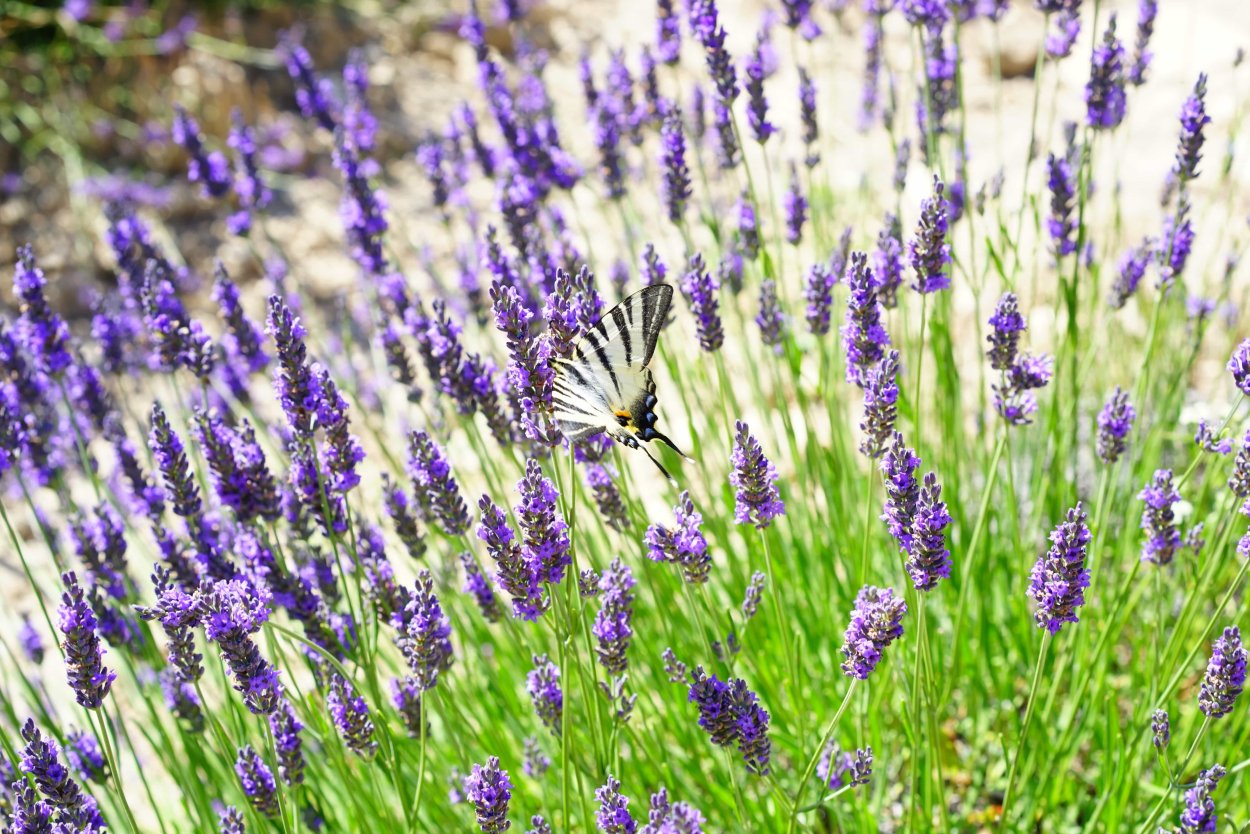 Тимьян Purple Beauty