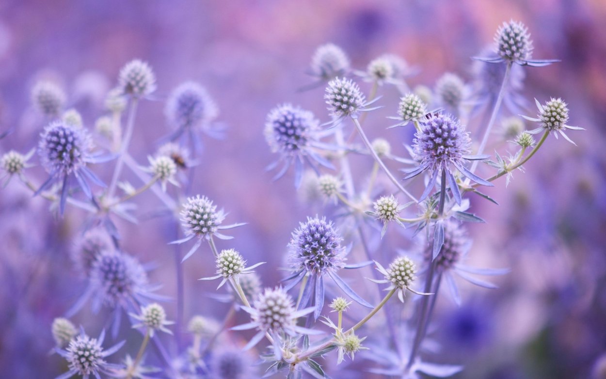 Вербена метельчатая