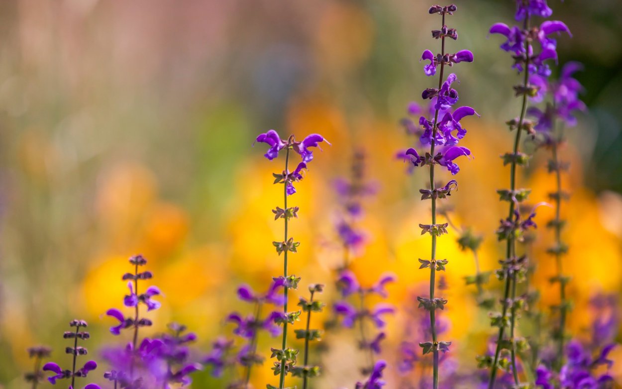 Медонос Василек Луговой