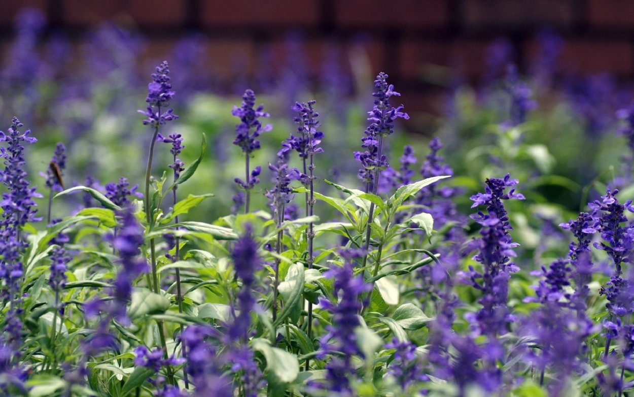 Полевой цветок Медовник сиреневый