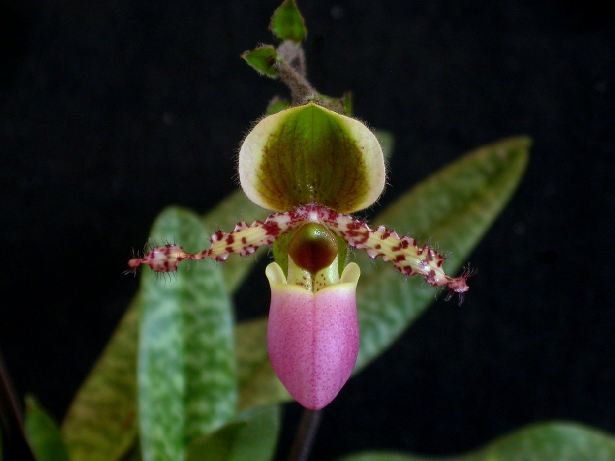 Paphiopedilum liemianum