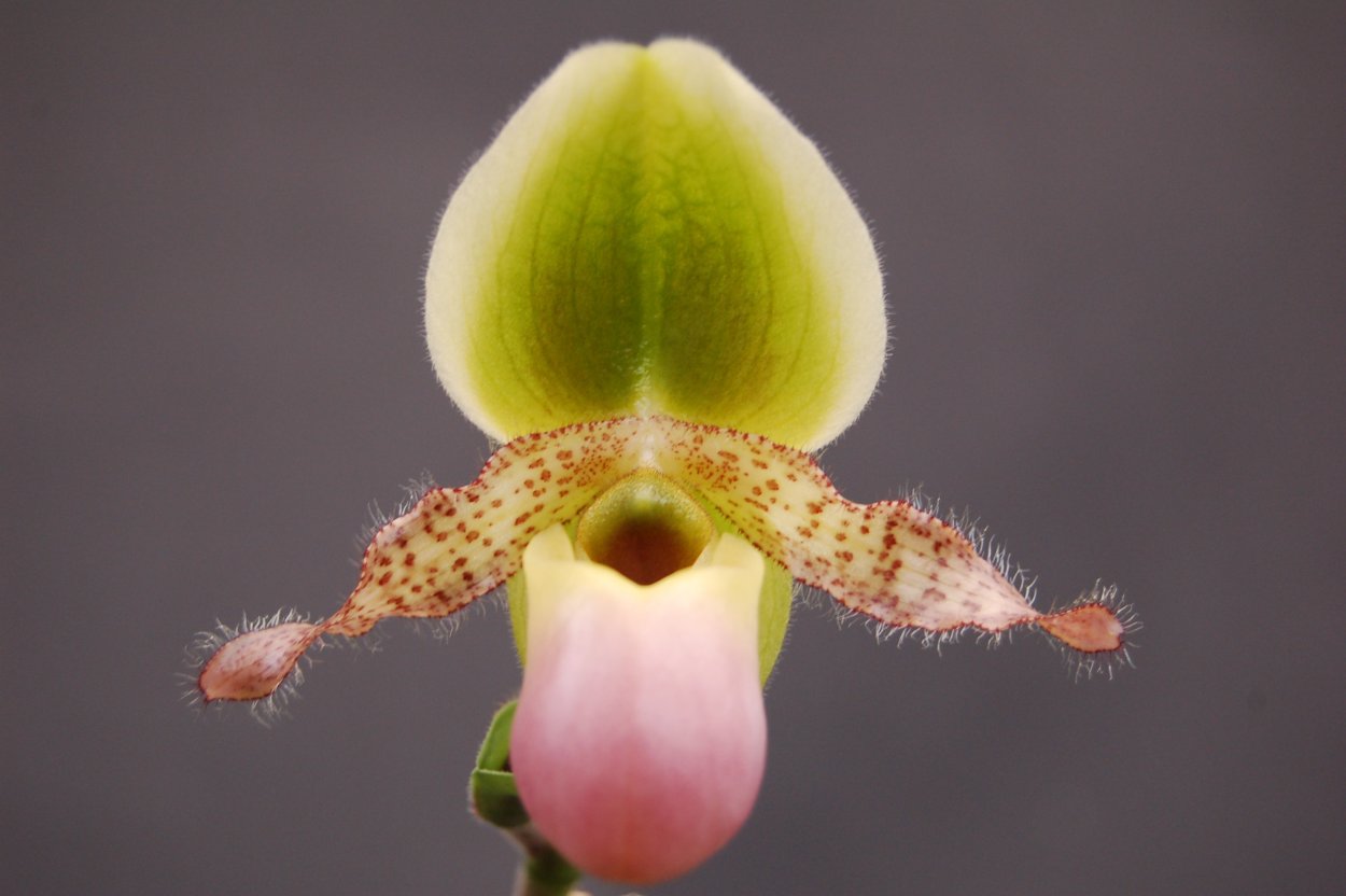Орхидея пиноккио