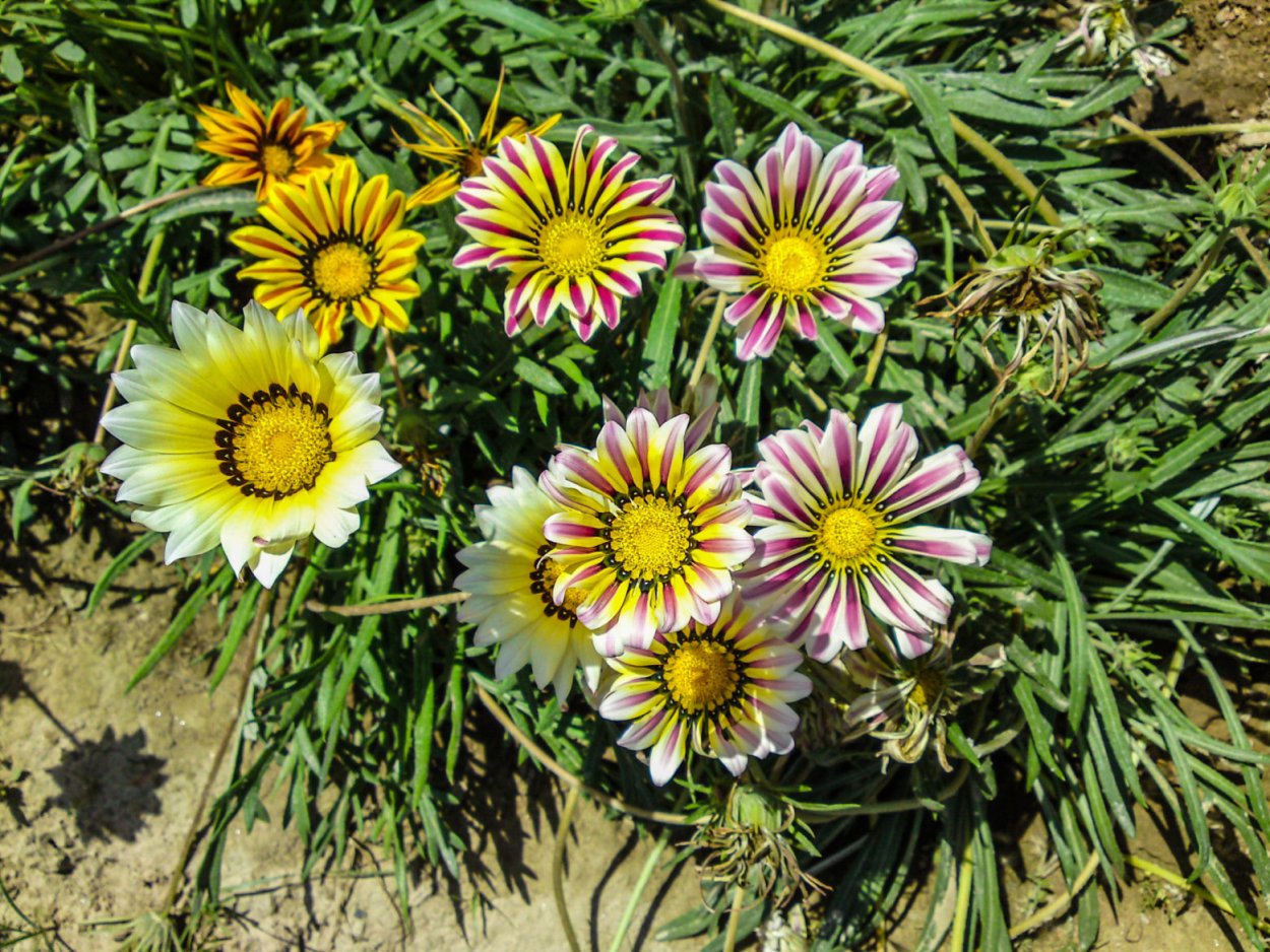 Гацания Кисс Роуз