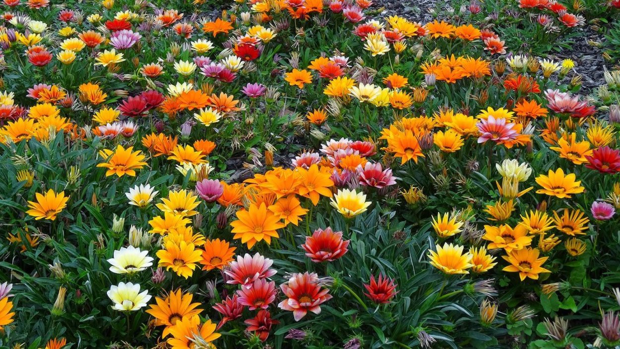 Гацания Нью Магикян