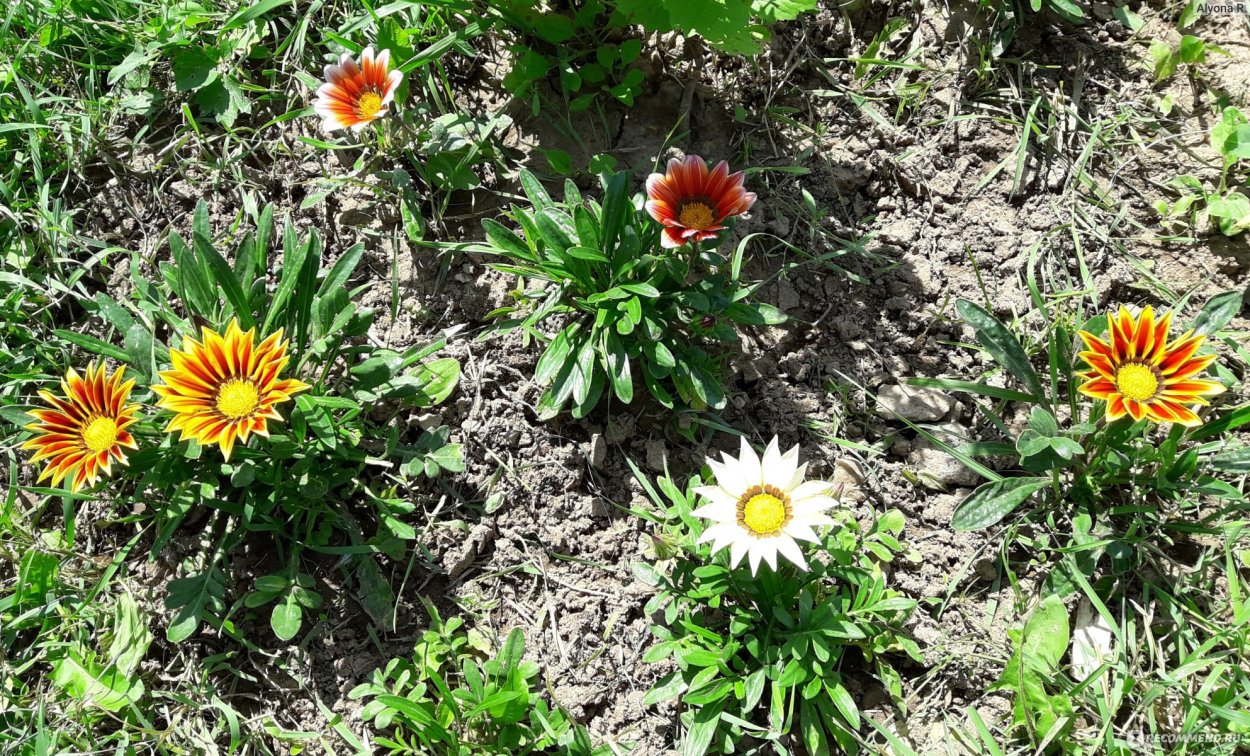 Гацания Кисс смесь