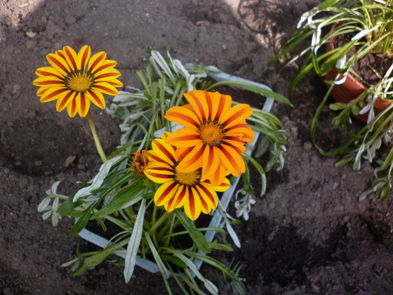 Гацания Муза фото на клумбе