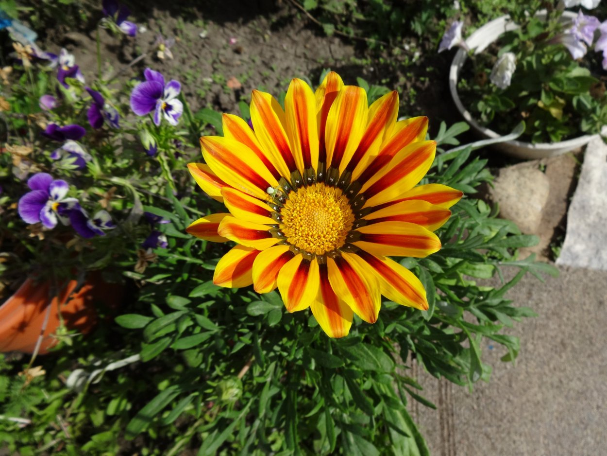 Гацания остеоспермум