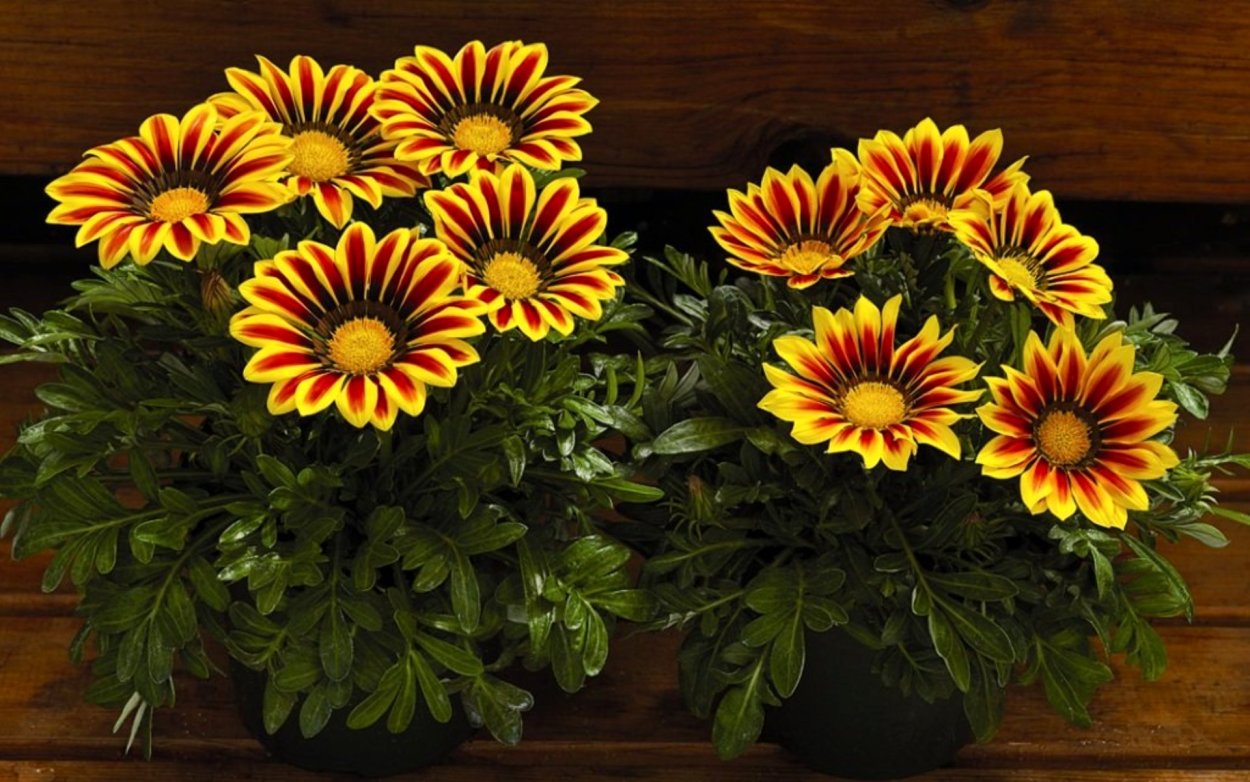 Гацания низкорослая бордюрная