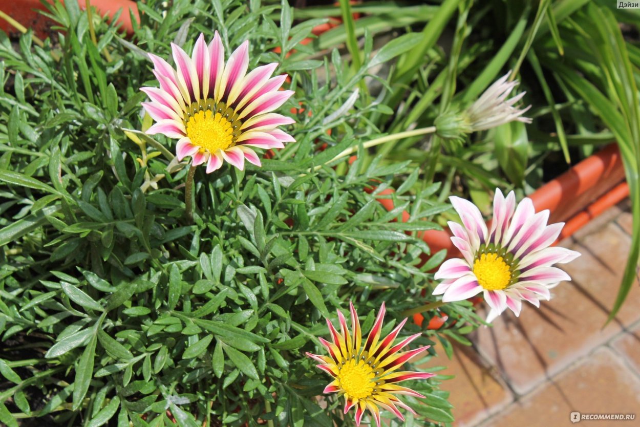 Газания (гацания) Садовая звезда