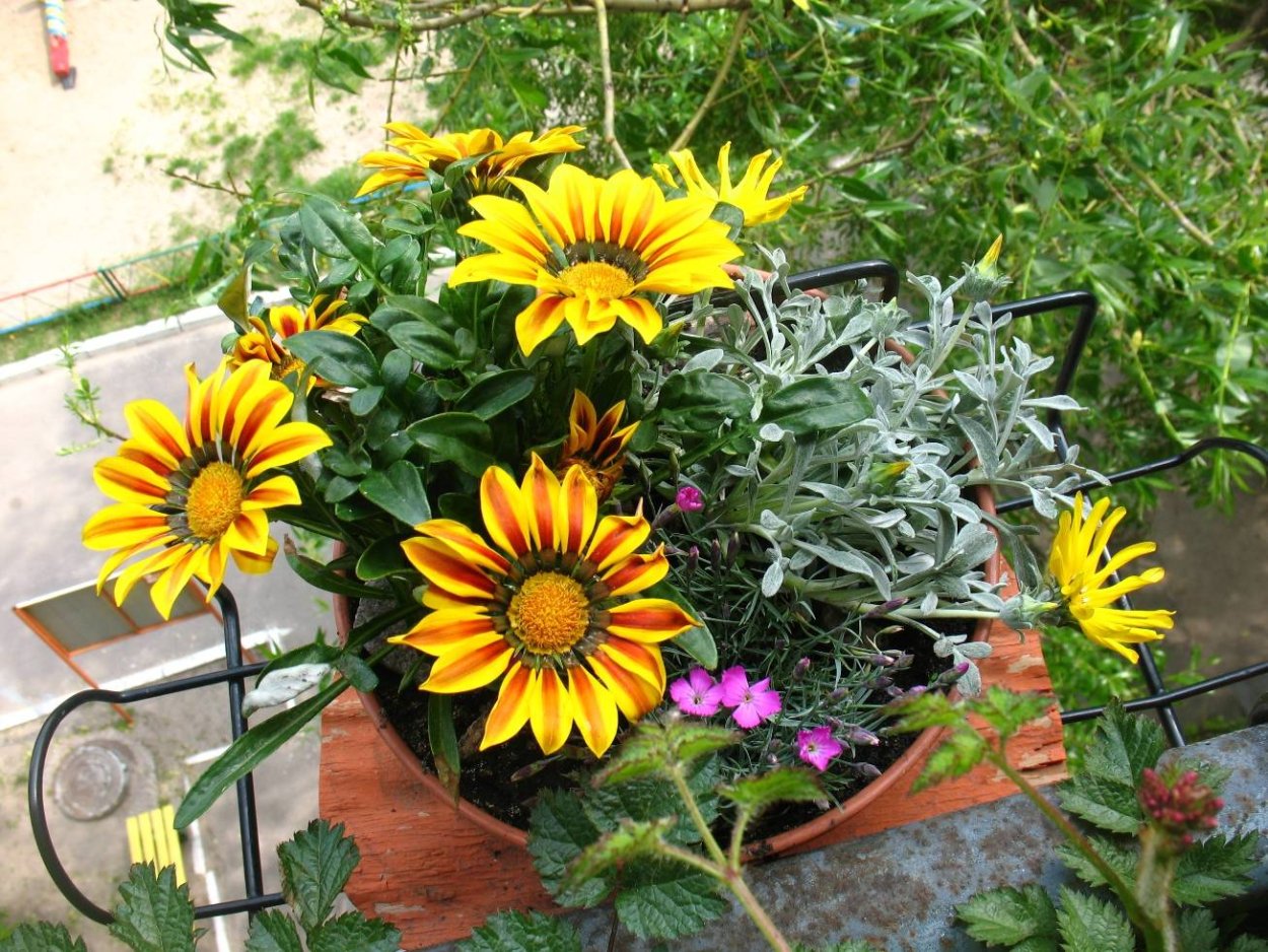 Гацания длиннострелковая