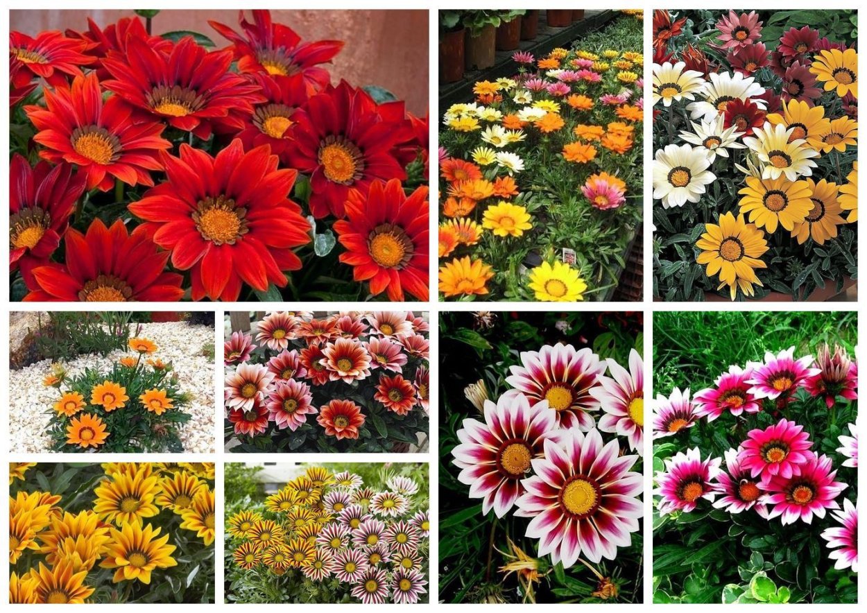 Гацания остеоспермум