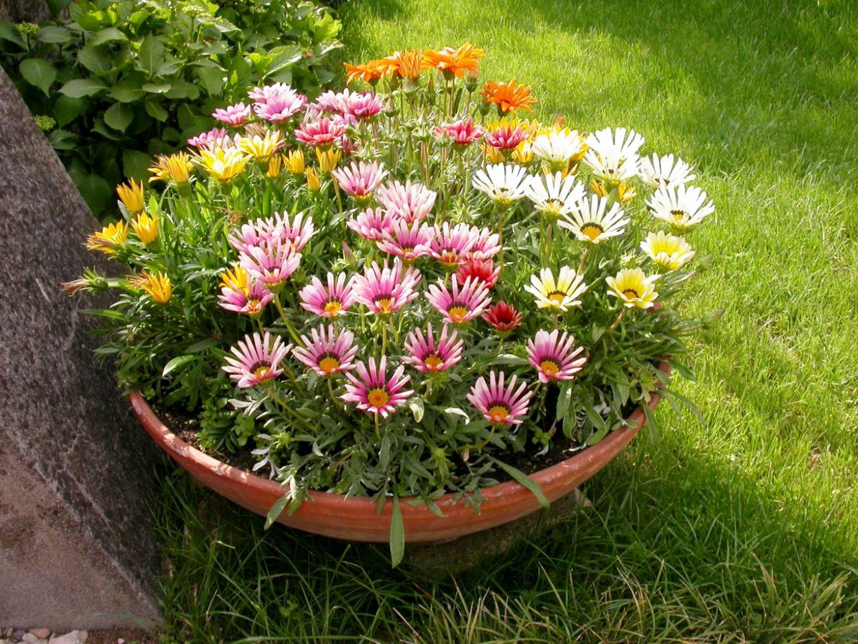 Гацания ампельная