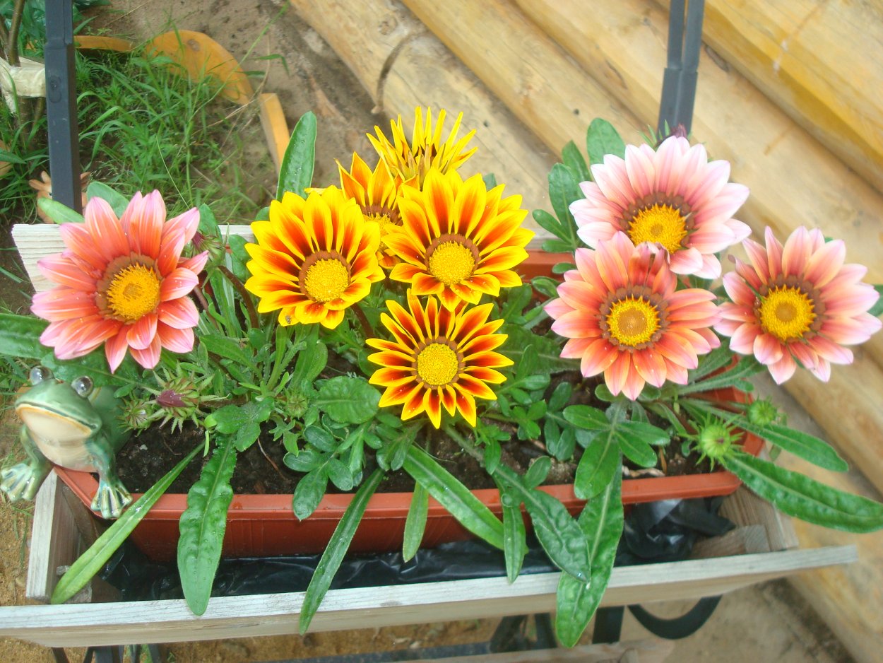 Гацания Нью дей Пинк Шейдс