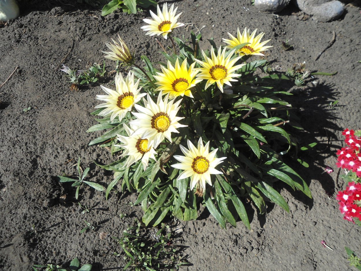 Гацания, газания, гацания