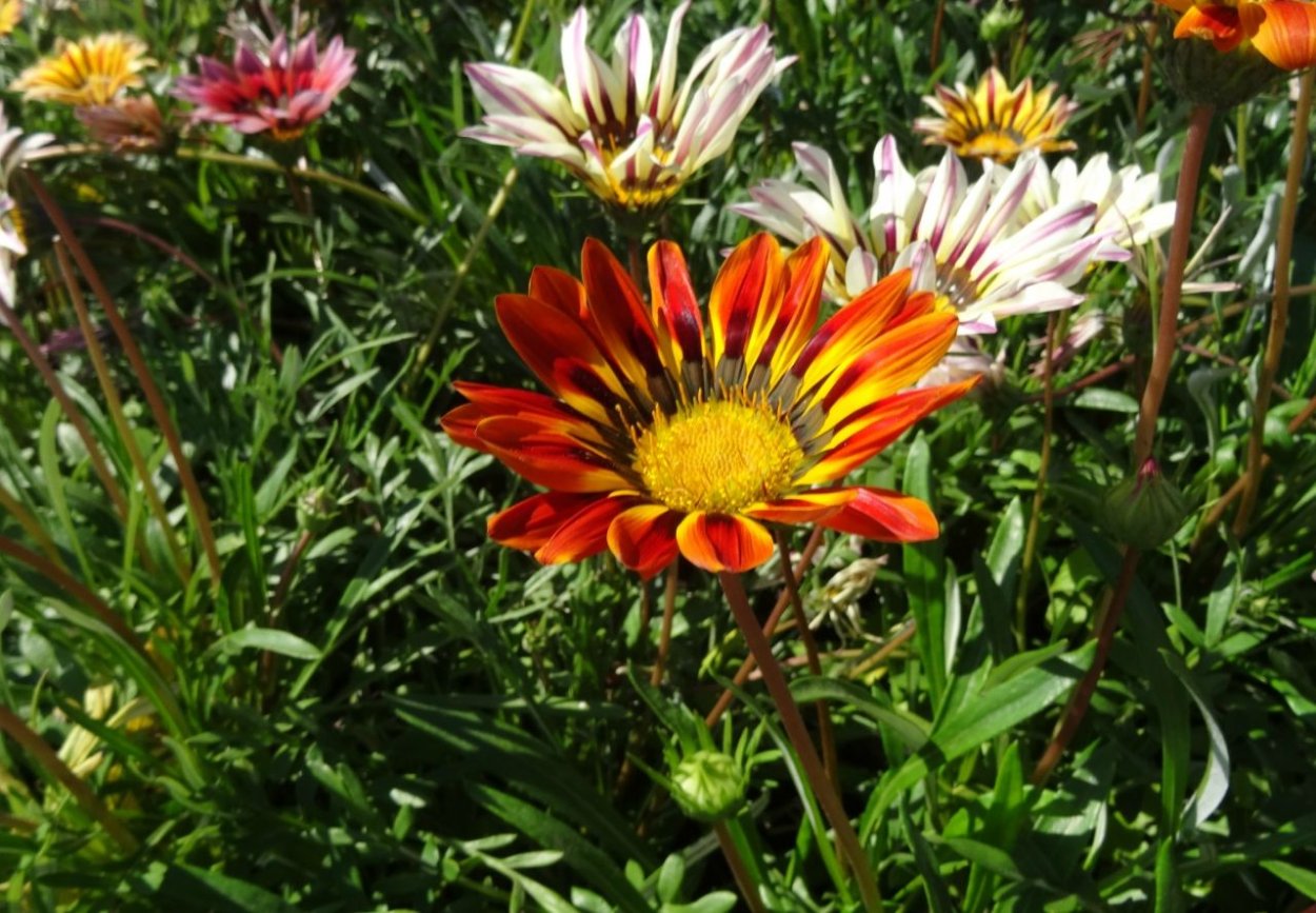 Гацания и газания