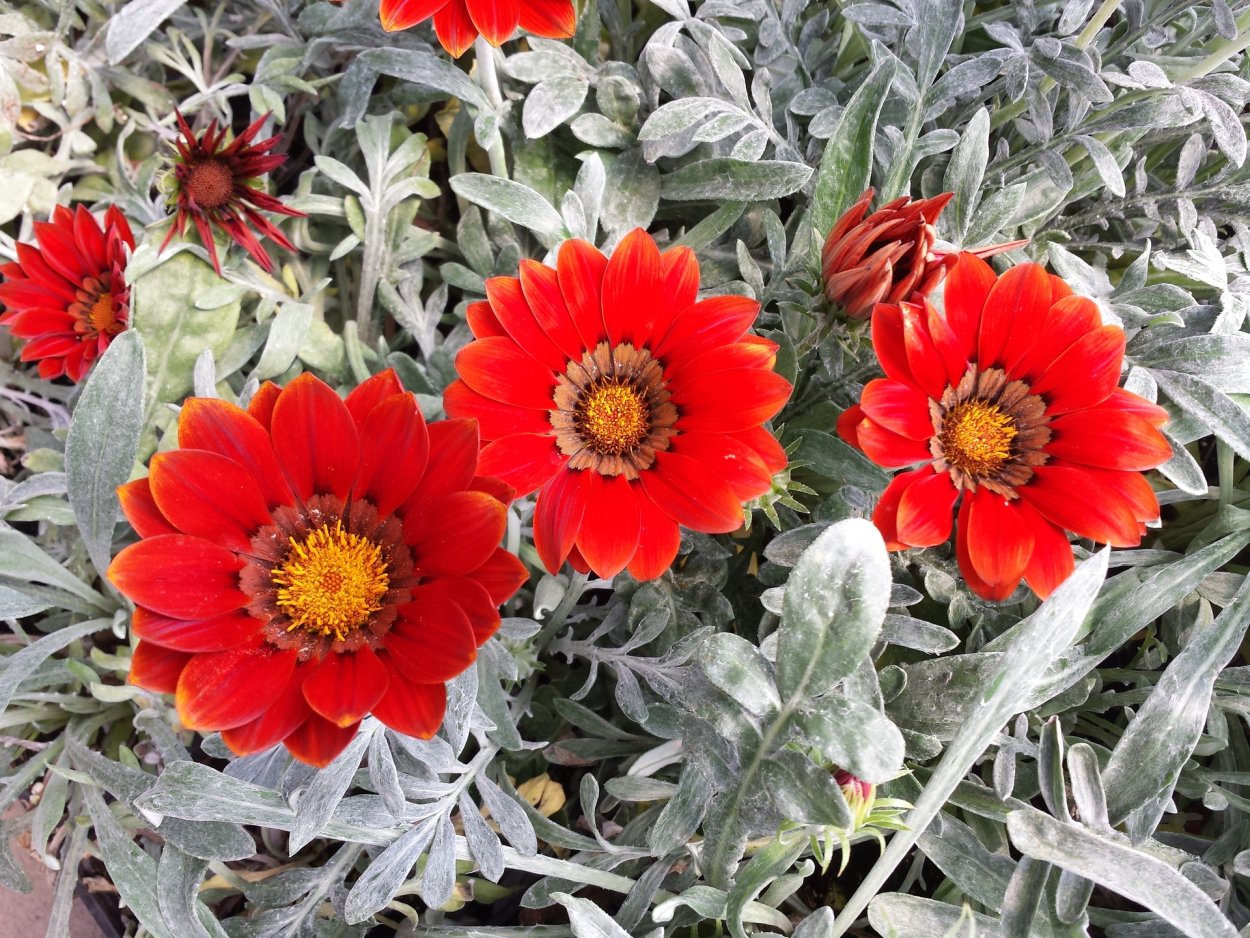 Гацания длиннострелковая