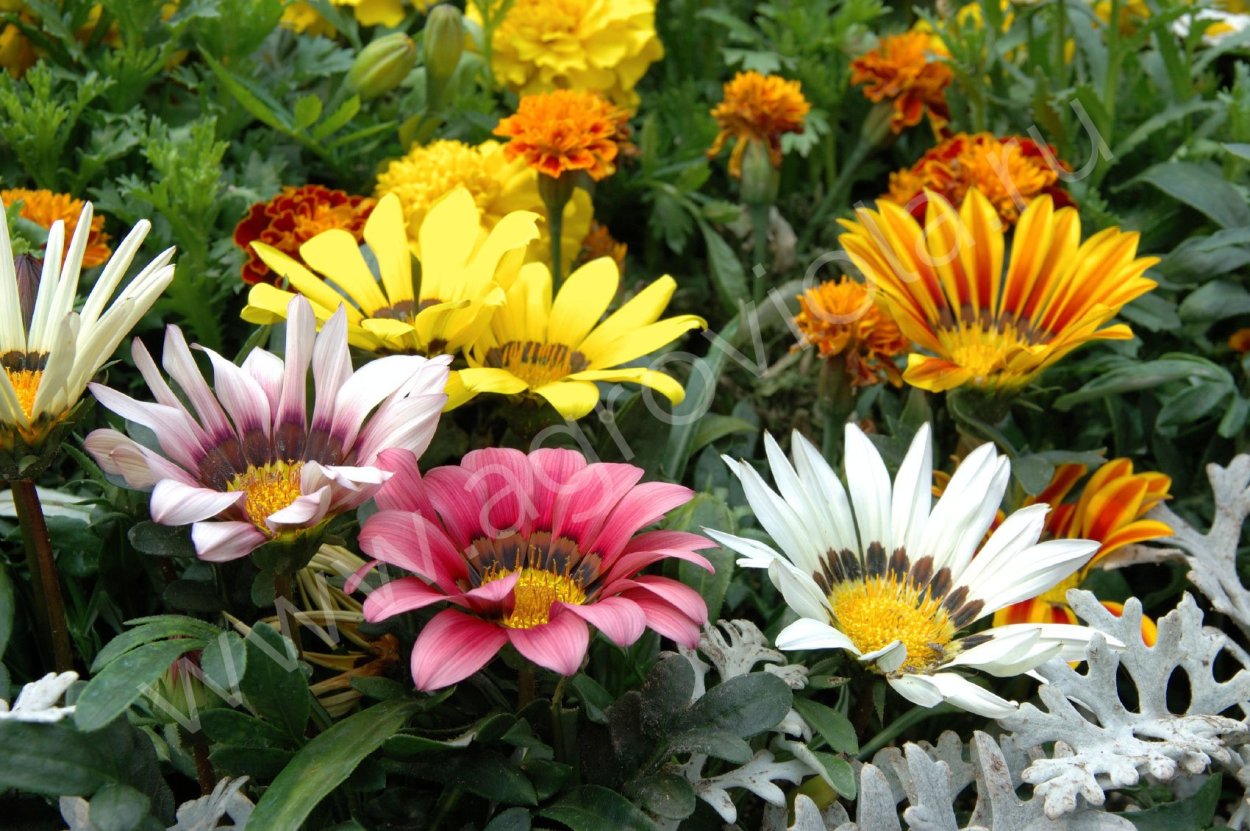 Газания Клеа оранж