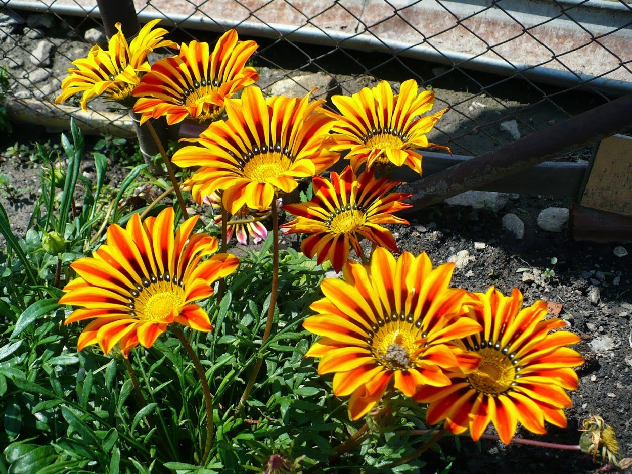 Гацания Муза смесь