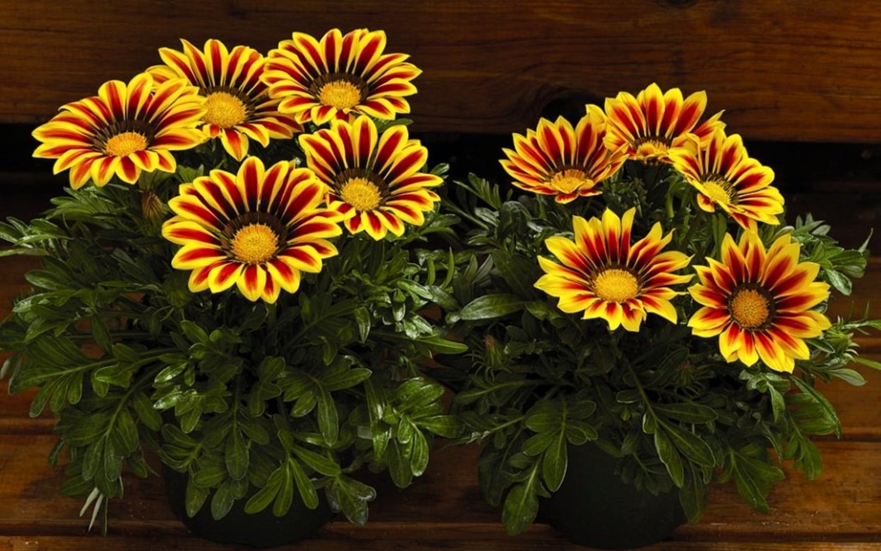 Гацания длиннострелковая