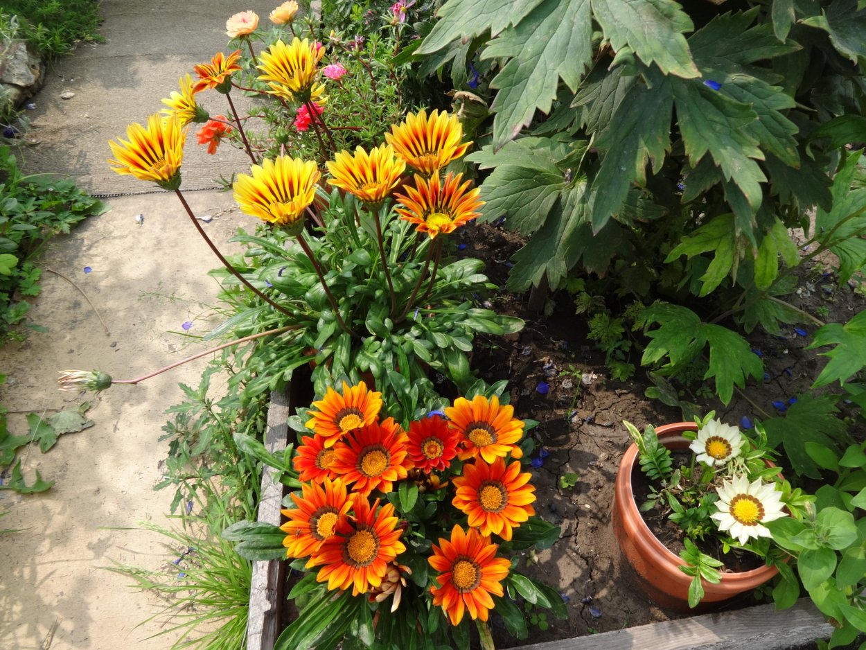 Gazania splendens