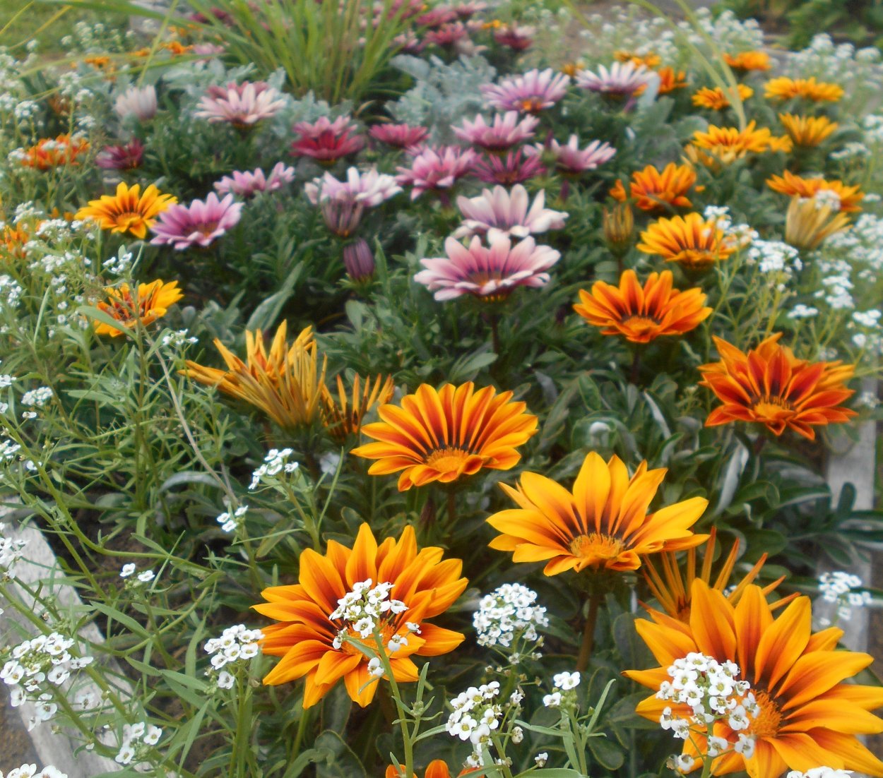 Газания гибридная смесь