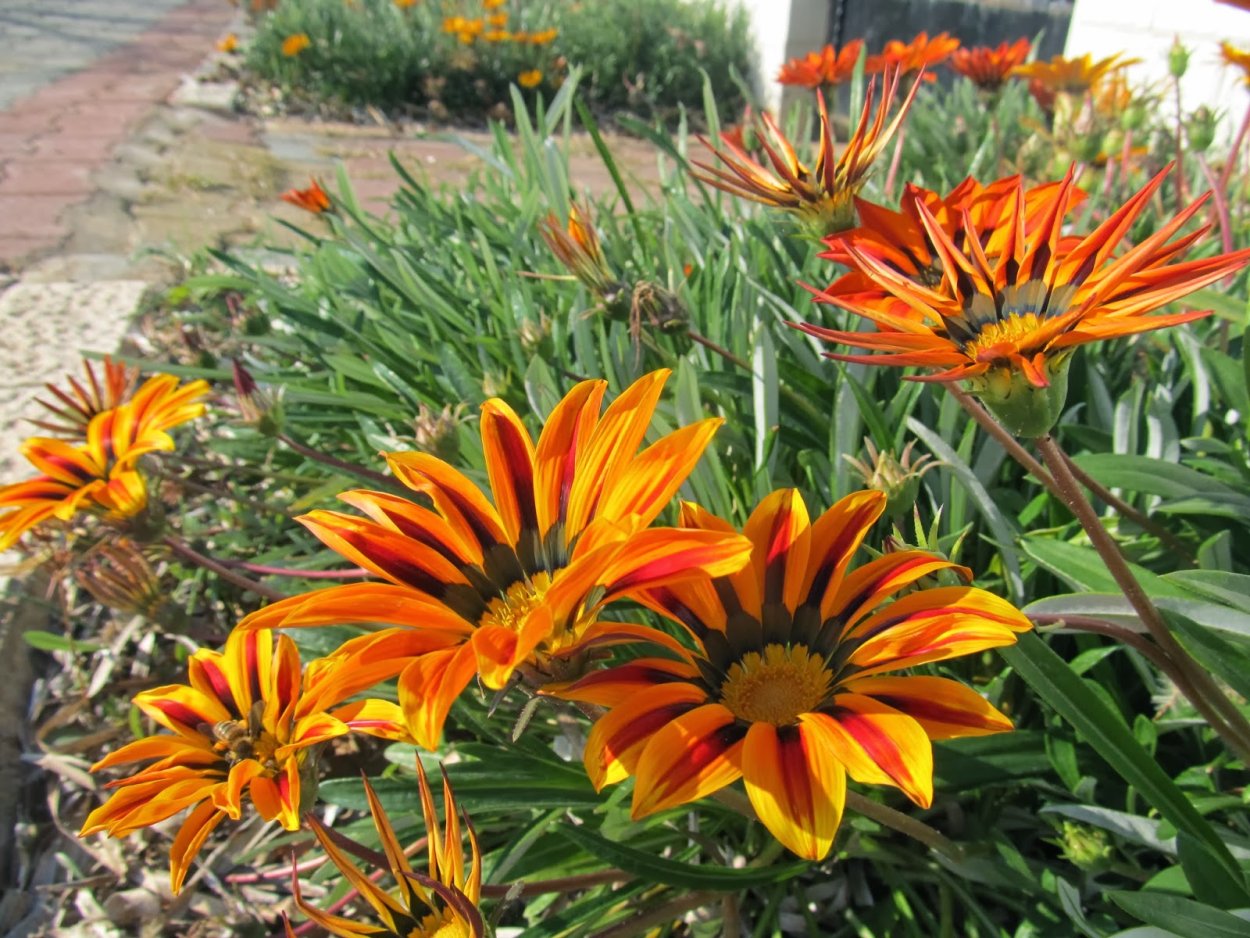 Газания Саншайн