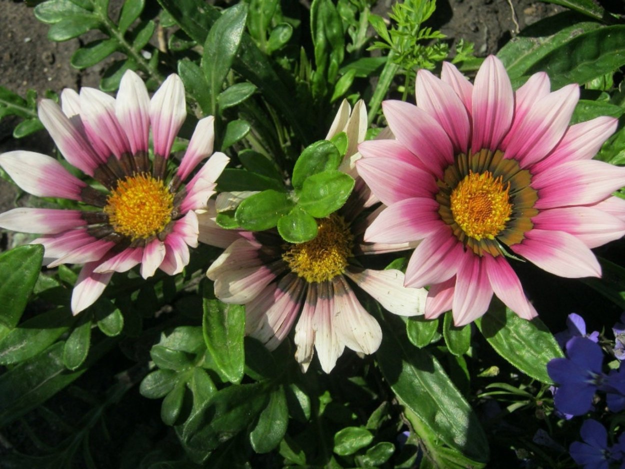 Гацания одноцветковая,