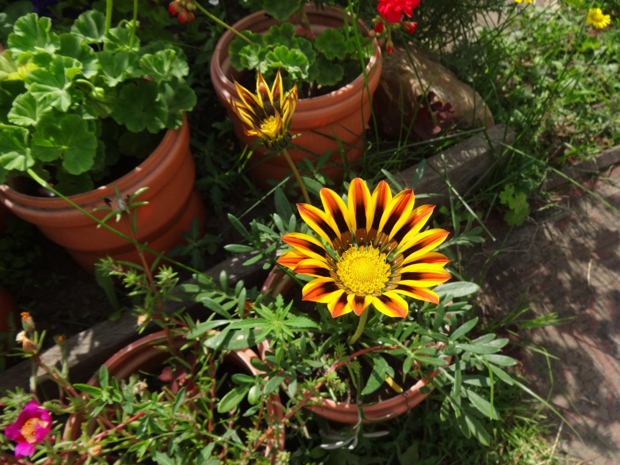 Гацания гибридная Триада