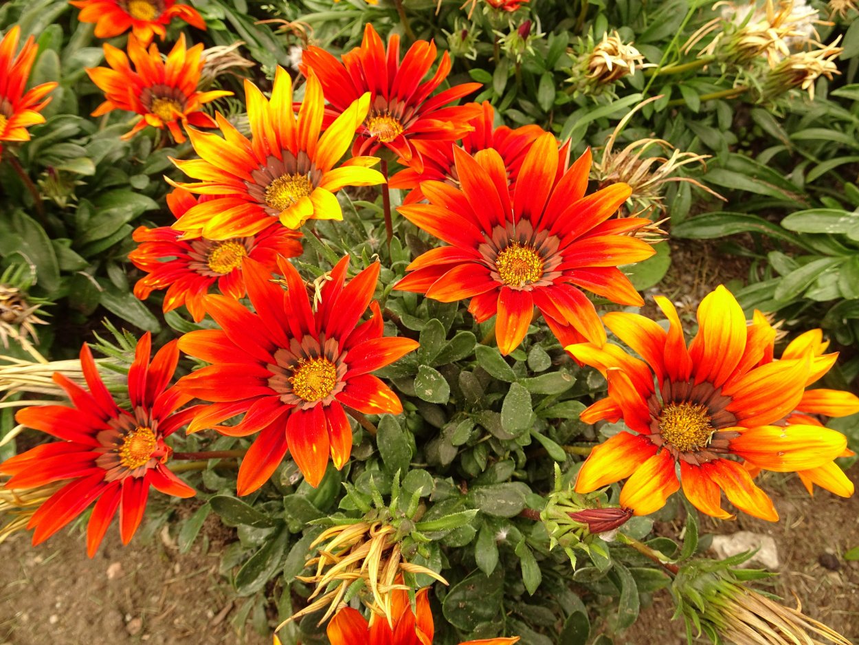 Гацания Саншайн смесь