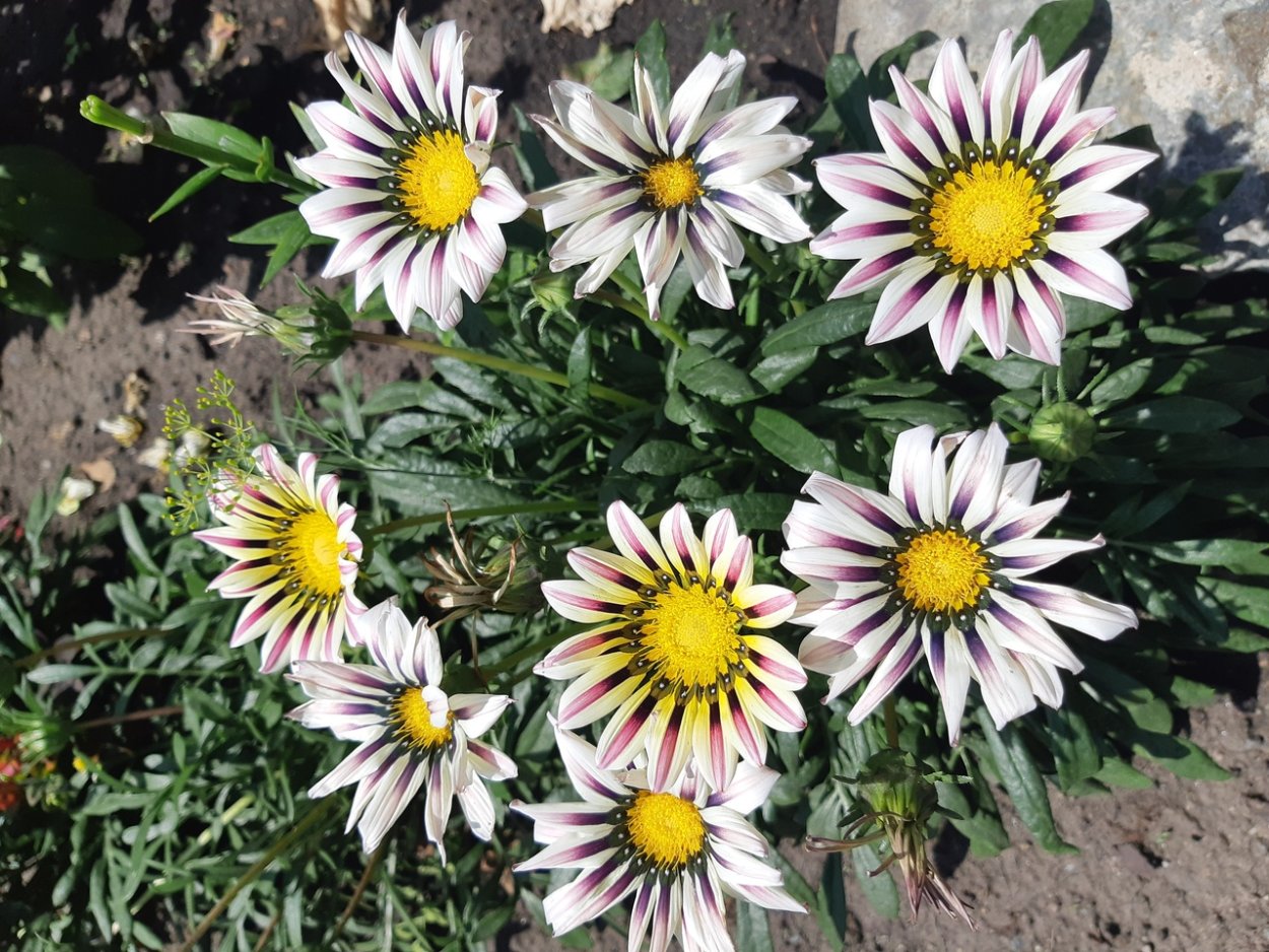 Гацания объем кашпо