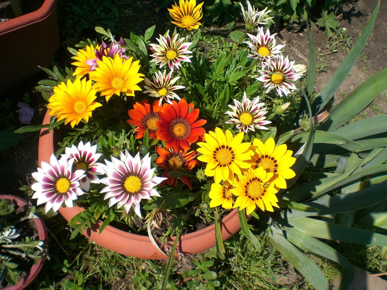 Гацания и бархатцы