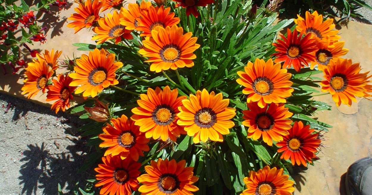 Гацания Солнечный свет семена