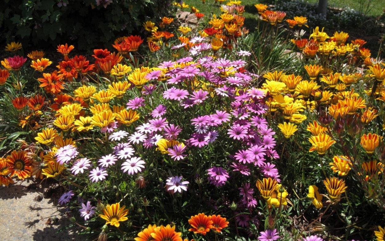 Цветочки на клумбе