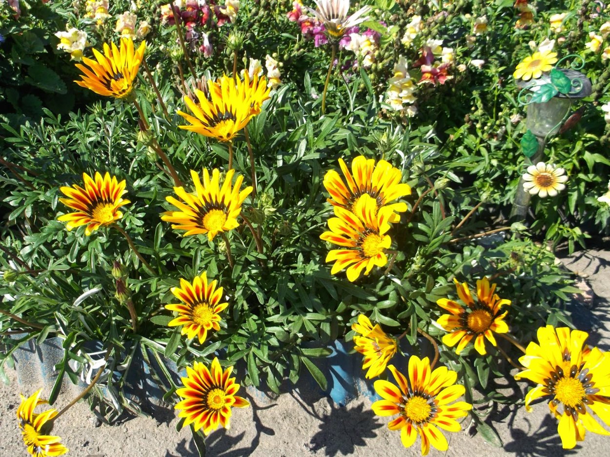 Гацания оранжевая на клумбе