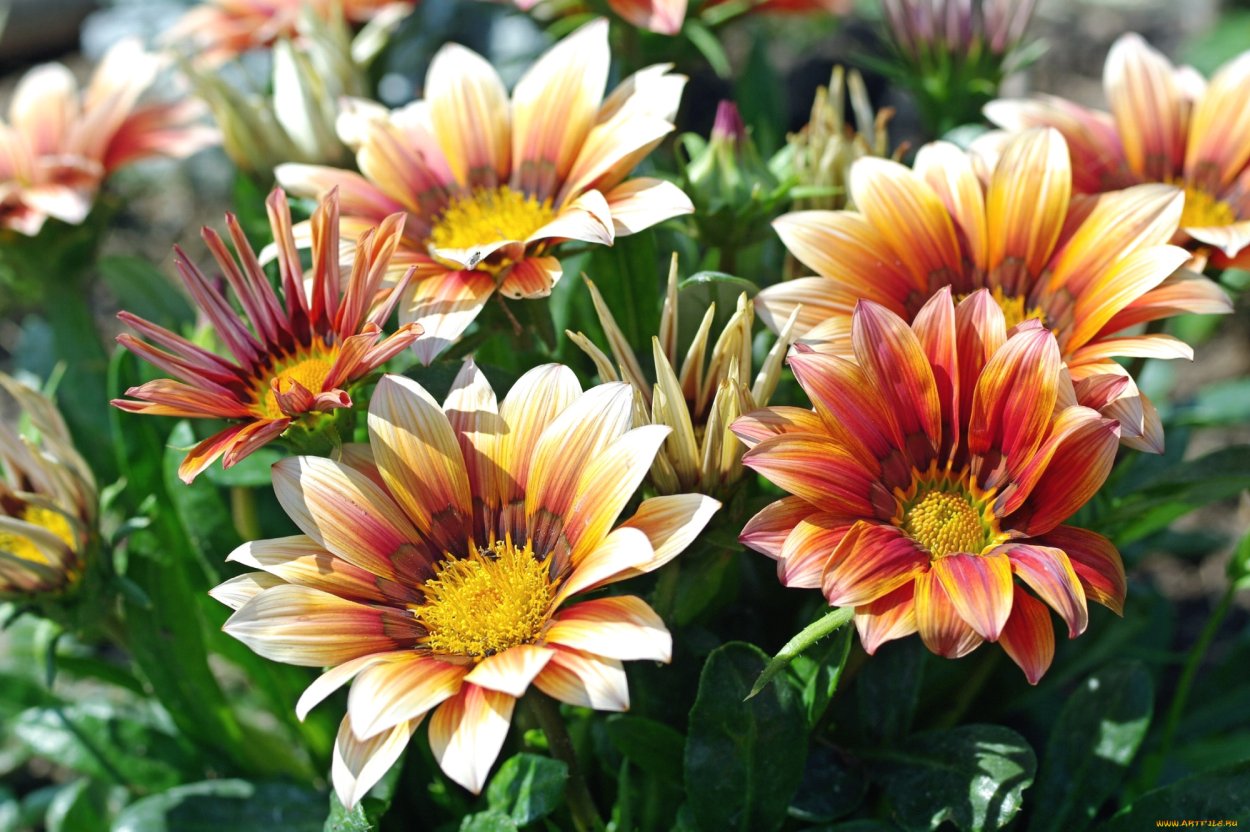 Гацания Муза