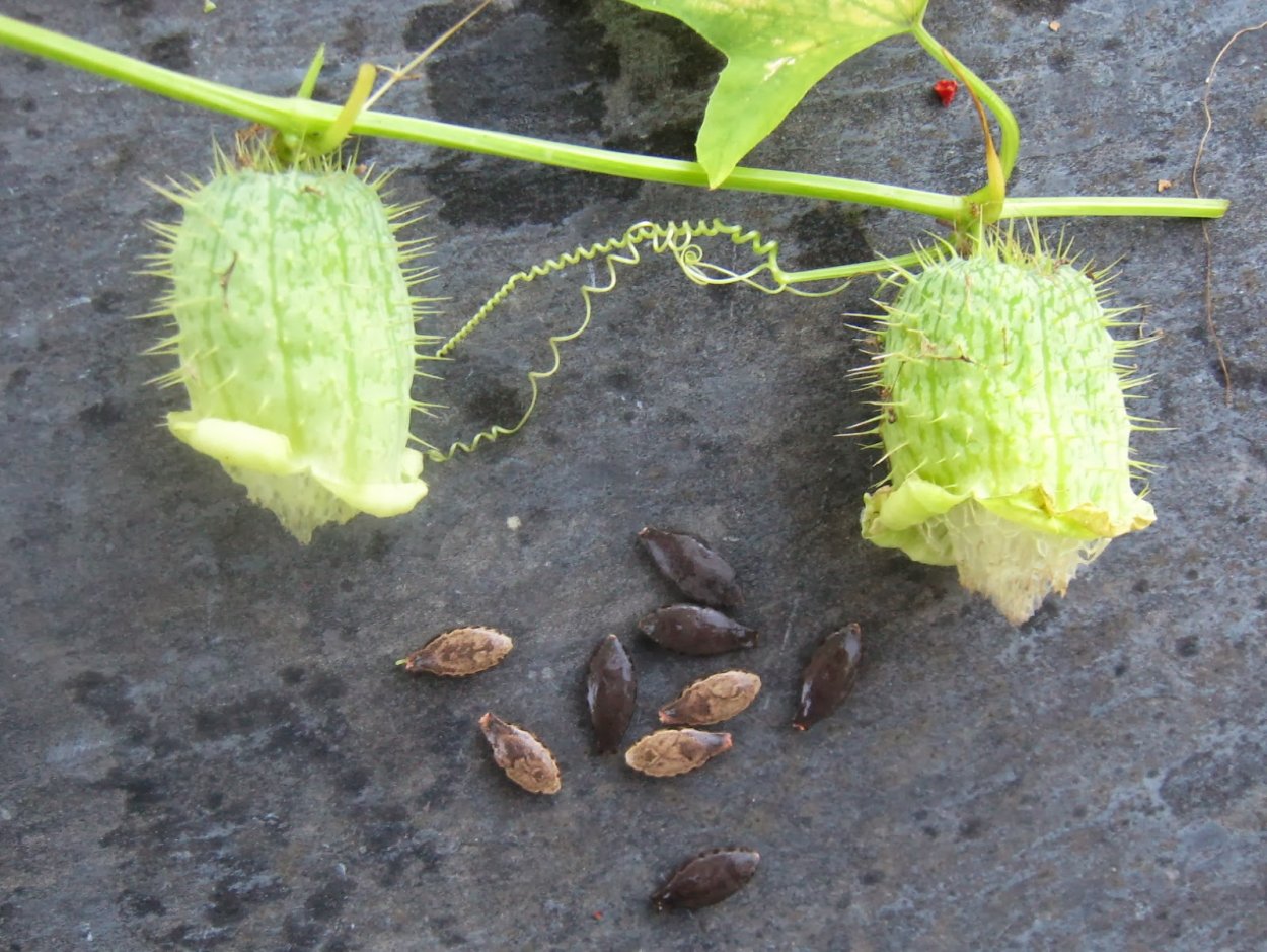 Вьюн бешеный огурец