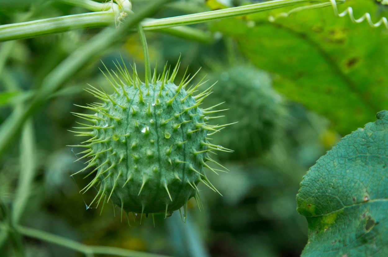 Эхиноцистис (дикий огурец)