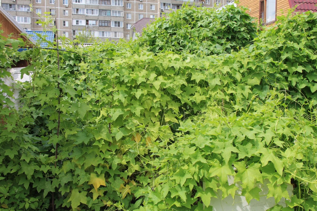 Дикие огурцы в природе