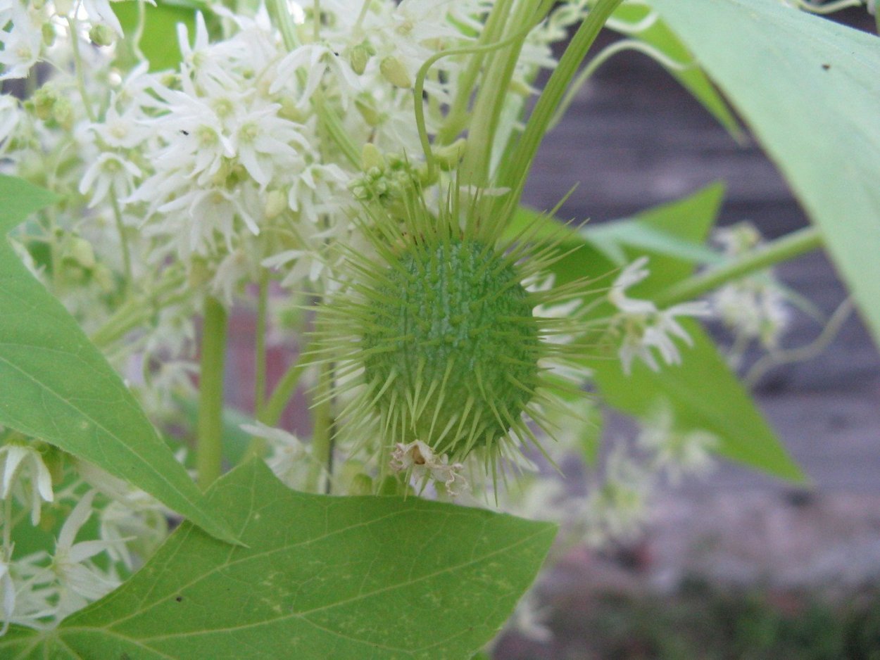 Лиана дикий огурец