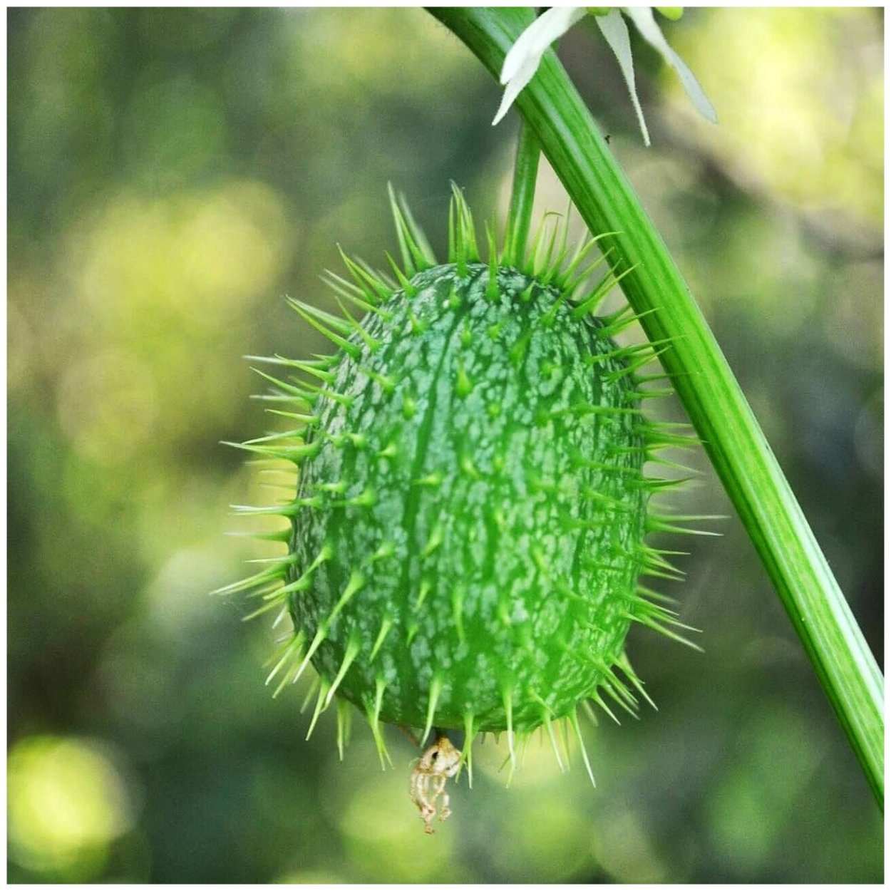 Вьюнок дикий огурец эхиноцистис